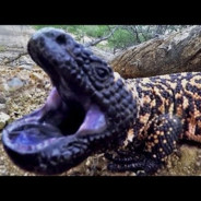 The Gila Monster