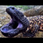 The Gila Monster