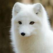 Snow Fox