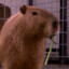 Jack_Capybara