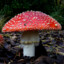 Amanita muscaria