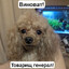 Шабака бабака