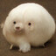 Goop