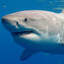 Great White Shark