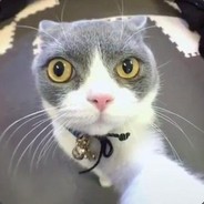 如果夏天不会老