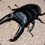 Palawan Stag Beetle