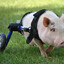 Chris P Bacon