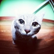 clik_klak!? КОТ ♡