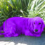 Chien Mauve