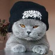 KentaTheTiger
