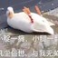 中北一猪头