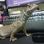 Reptiles_game