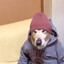 topdog