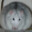 Massige Maus