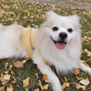 电脑玩家普林斯