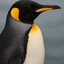 Pingvinen