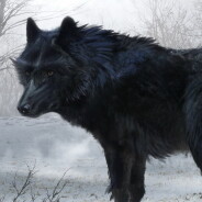 BlackWolf avatar