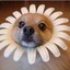 Dog Flower