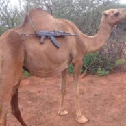 Tactical camel