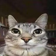 严肃猫猫_Cookies