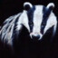 BADger