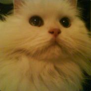 <Ayu> 請不要用那個指著我好嘛!