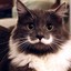 Gato de Bigode