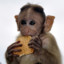 Woody_0_2