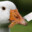 chickn nugetg