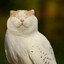 Kattuggla