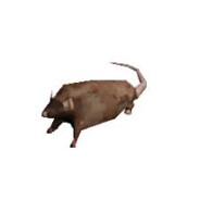 Rat