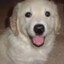 dog profile picture