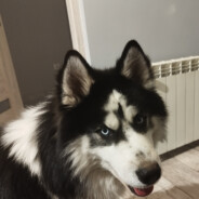 el.testosteron ofc *********