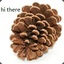 Pierce the Pinecone