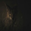 Jackal