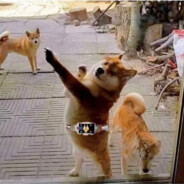 去码头整点薯条