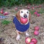 Apple Dog