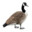 Goose