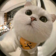 枪马嘴硬下饭糖