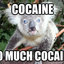 A Cocain addicted Koala