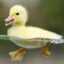 Duckbaby2