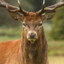 the_deer11