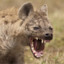 Hyena