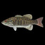 bass