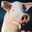 schweinebengel