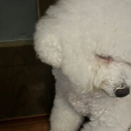 假如鱿鱼是一种天赋