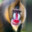 Maroon Baboon