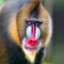 Maroon Baboon