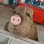 Senior Pumba
