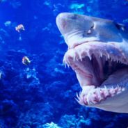 -&Н Е ж d a n 4 и К &-